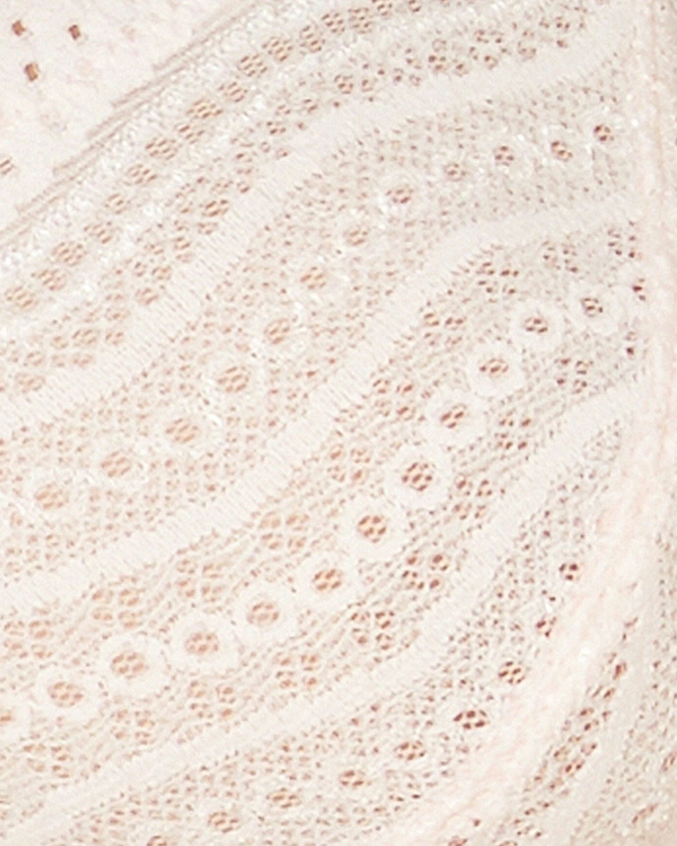 Cosabella Thong - Image 3